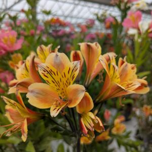 Alstroemeria x hybrida 'Summer Breeze' (Hårdfør Inkalilje)