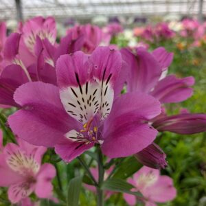 Alstroemeria x hybrida 'Summer Chic' (Hårdfør Inkalilje)