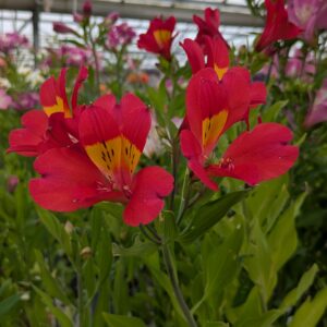 Alstroemeria x hybrida 'Summer Pepper' (Hårdfør Inkalilje)