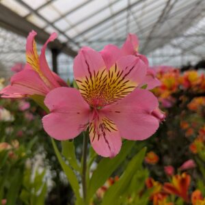 Alstroemeria x hybrida 'Summer Rose' (Hårdfør Inkalilje)