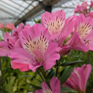 Alstroemeria x hybrida 'Summer Saint (Hårdfør Inkalilje)