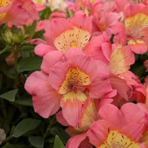 Alstroemeria x hybrida 'Valley Girl' (Hårdfør Inkalilje)