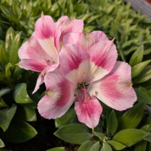Alstroemeria x hybrida ‘ Hula’ (Inkalilje)