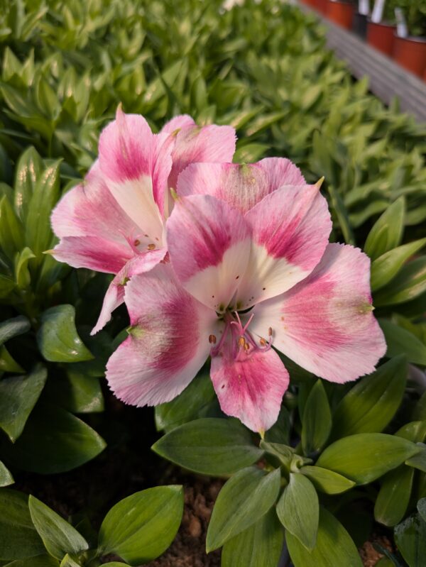 Alstroemeria x hybrida ‘ Hula’ (Inkalilje)