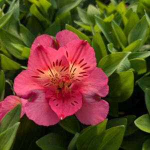 Alstroemeria x hybrida ‘ Malaga’ (Inkalilje)