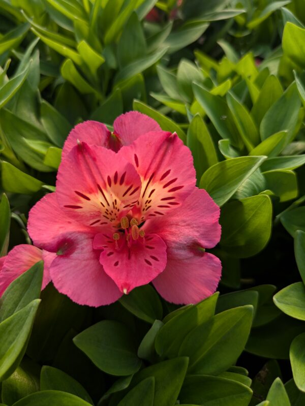 Alstroemeria x hybrida ‘ Malaga’ (Inkalilje)