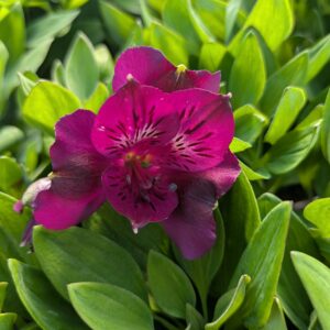 Alstroemeria x hybrida ‘Paraíso’ (Inkalilje)