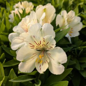 Alstroemeria x hybrida ‘Sunburst’ (Inkalilje)