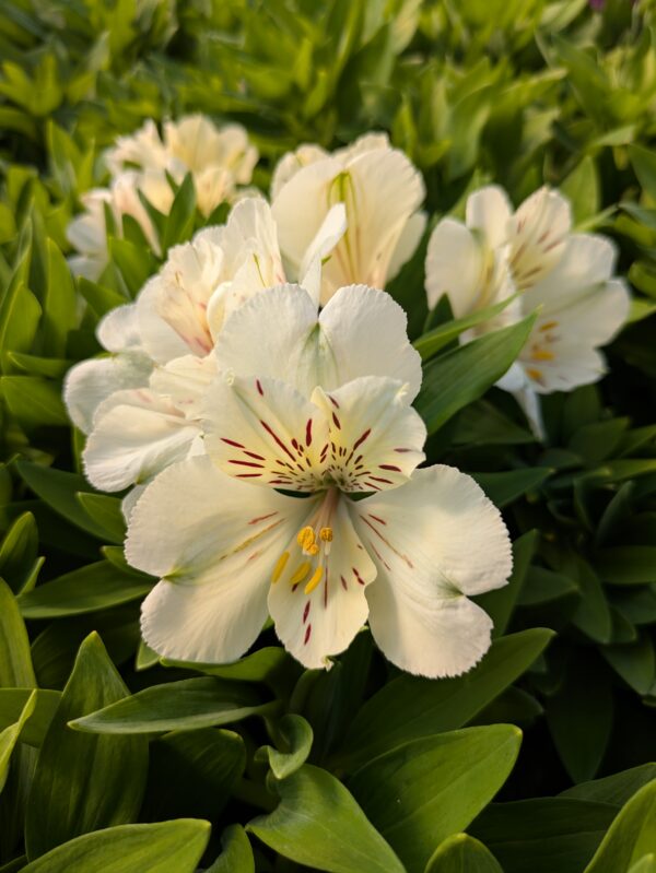 Alstroemeria x hybrida ‘Sunburst’ (Inkalilje)