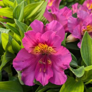 Alstroemeria x hybrida ‘Sunstar’ (Inkalilje)