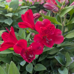 Alstroemeria x hybrida ‘Valentino’ (Inkalilje)
