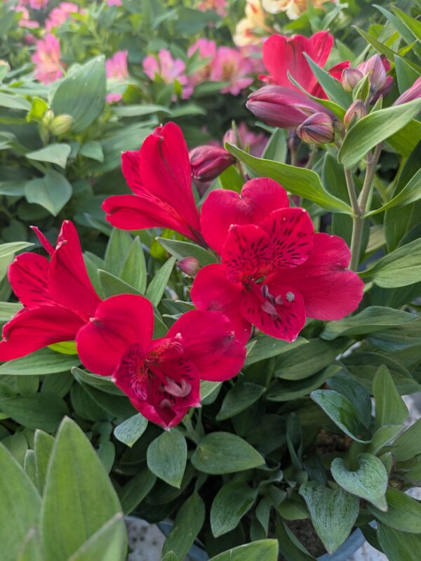 Alstroemeria x hybrida ‘Valentino’ (Inkalilje)