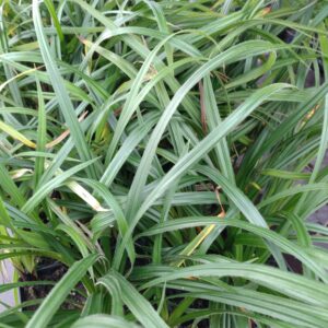 Carex pilosa ''Copenhagen Seletct' (Star)