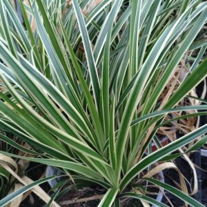 Carex morrowii 'Ice dance' (Japansk Star)