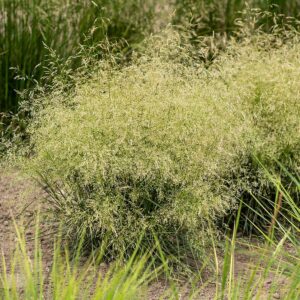 Deschampsia cespitosa 'Palava' (Mosebunke)