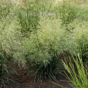 Deschampsia cespitosa 'Palava' (Mosebunke)