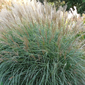 Miscanthus sinensis 'Graciella' (Elefantgræs)