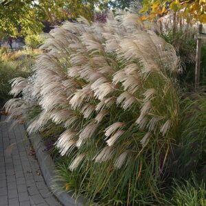 Miscanthus sinensis 'Graciella' (Elefantgræs)