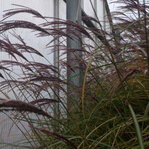 Miscanthus sinensis 'Red Chief' (Elefantgræs)