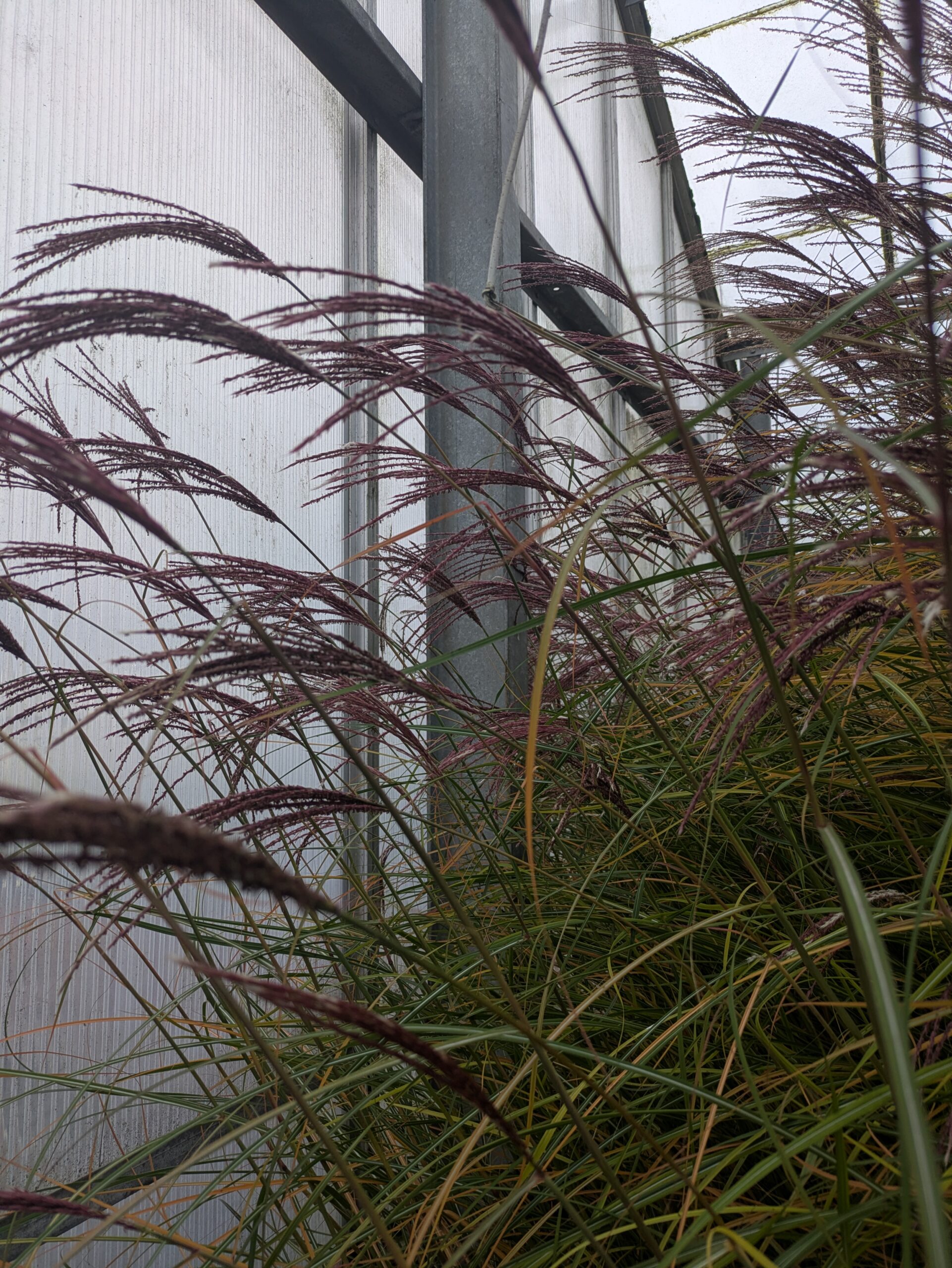 Miscanthus sinensis 'Red Chief' (Elefantgræs)
