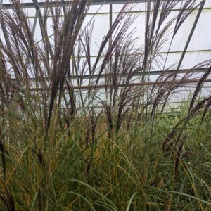 Miscanthus sinensis 'Silberspinne' (Elefantgræs)