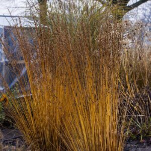 Molinia caerulea 'Heidezwerg' (Blåtop pibegræs)