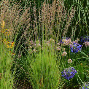 Molinia caerulea 'Heidezwerg' (Blåtop pibegræs)