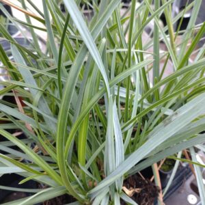 Sesleria heufleriana 'Overdam Blue' (Blåaks)