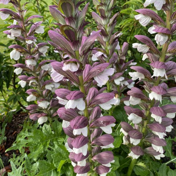 Acanthus hungaricus 'White Lips' (Bjørnetidsel)
