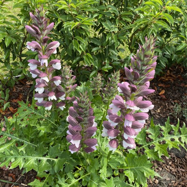 Acanthus hungaricus 'White Lips' (Bjørnetidsel)