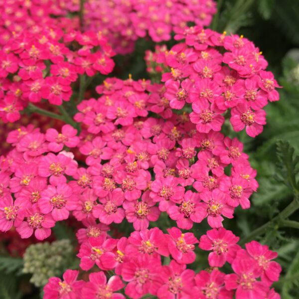 Achillea millefolium ‘New Vintage Rose’ (Røllike)