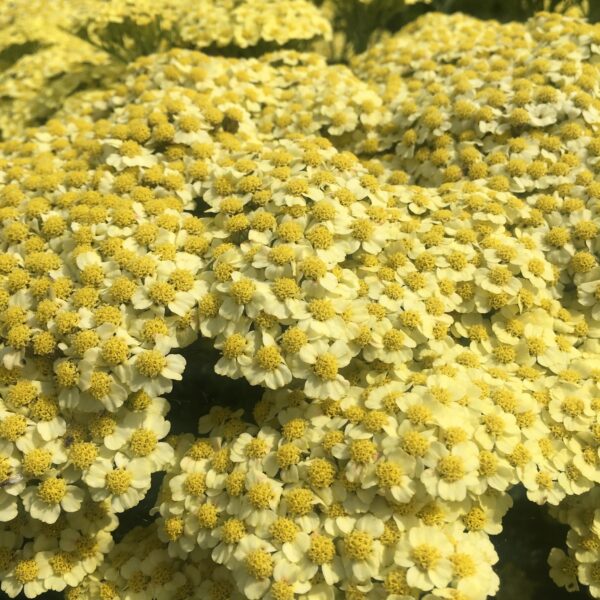 Achillea millefolium ‘Sunny Seduction’ (Røllike)