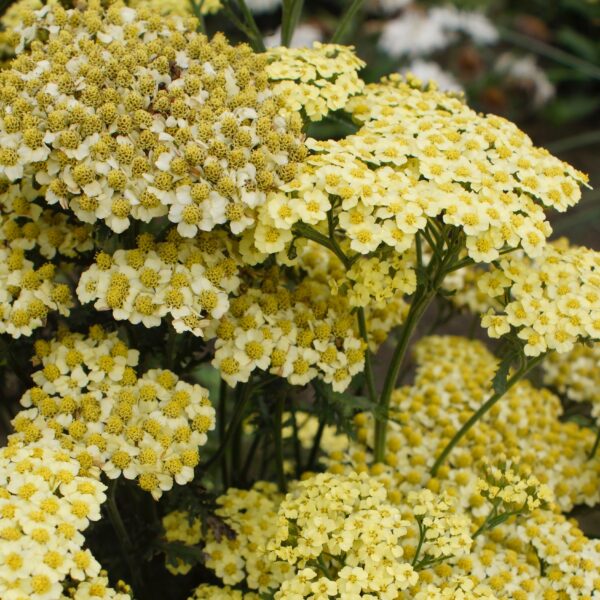 Achillea millefolium ‘Sunny Seduction’ (Røllike)