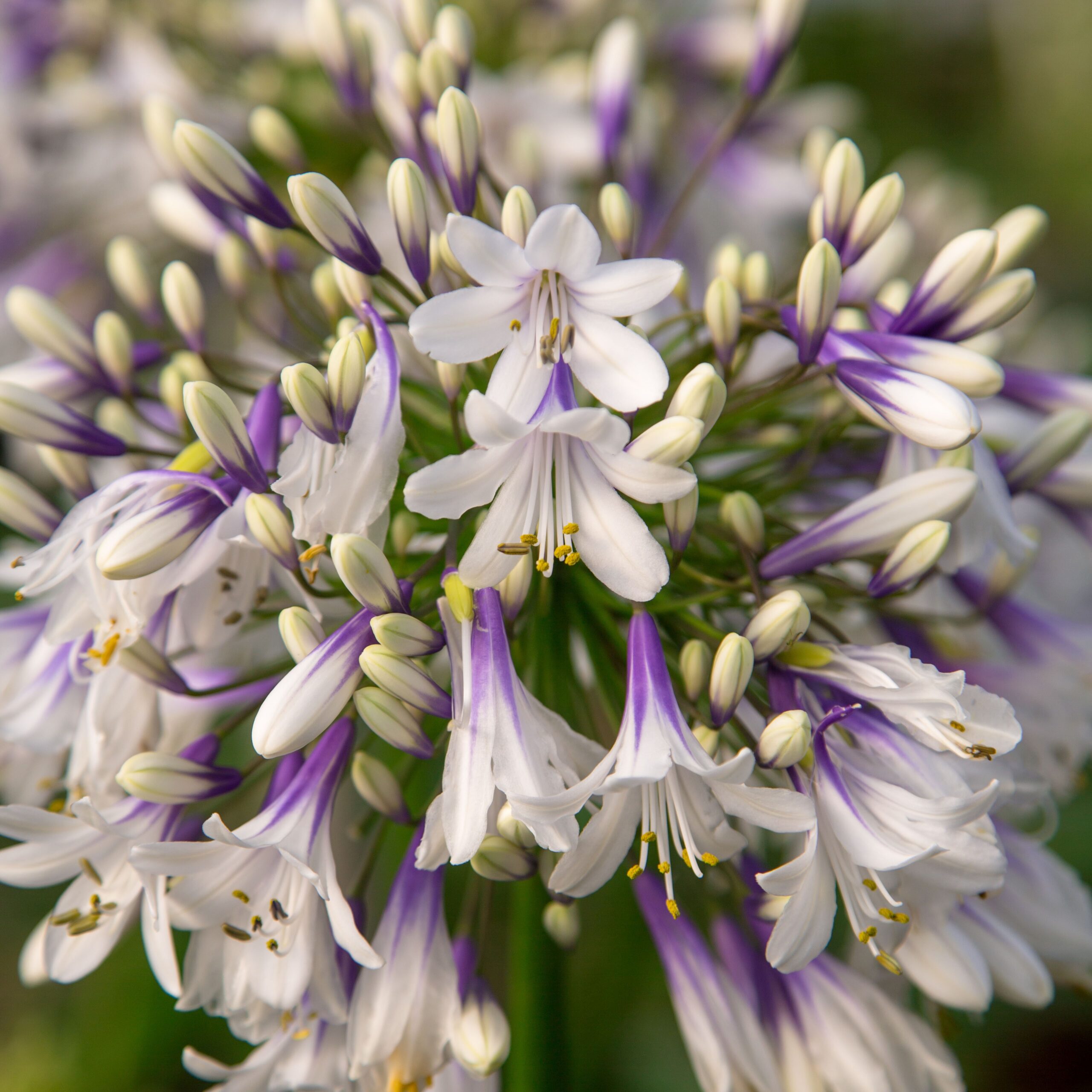 Agapanthus africanus ‘Fireworks’ (Skærmlilje)