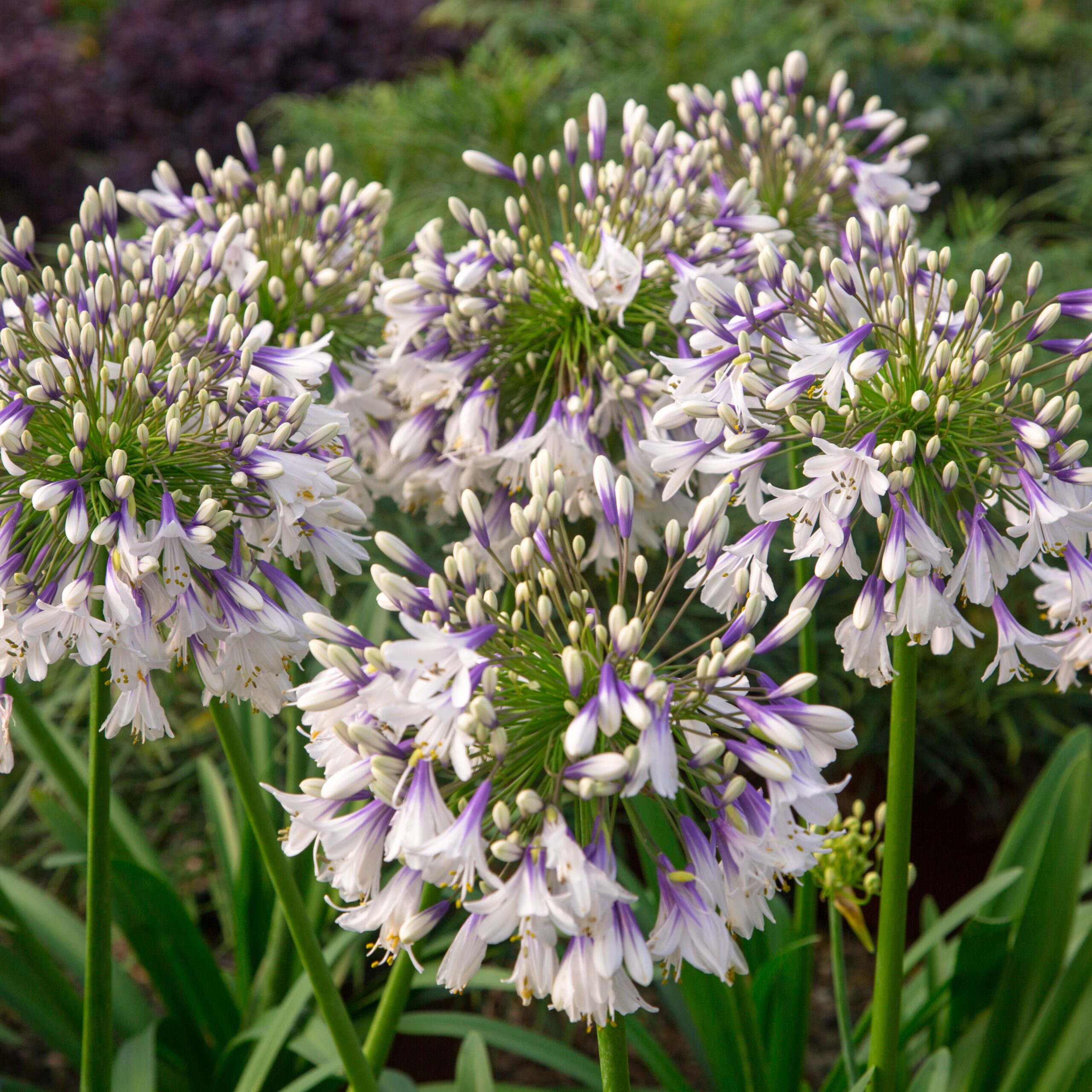 Agapanthus africanus ‘Fireworks’ (Skærmlilje)