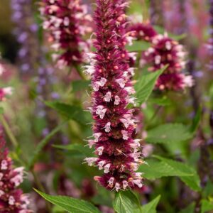 Agastache fonieculum 'Beelicious Pink' (Anisisop Indianermynte)