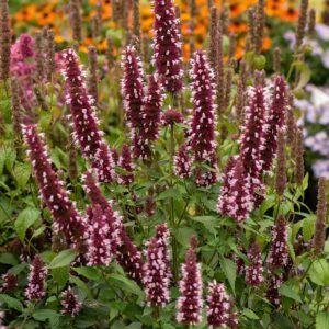 Agastache fonieculum 'Beelicious Pink' (Anisisop Indianermynte)