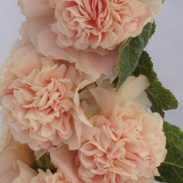 Alcea rosea 'Double Apricot' (Stokrose)