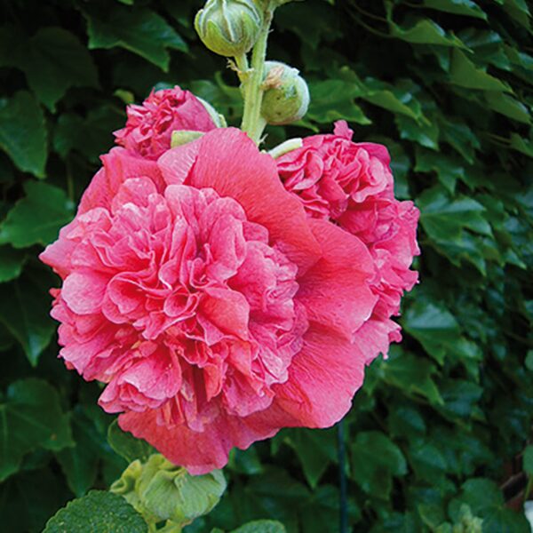 Alcea rosea 'Double Rose' (Stokrose)