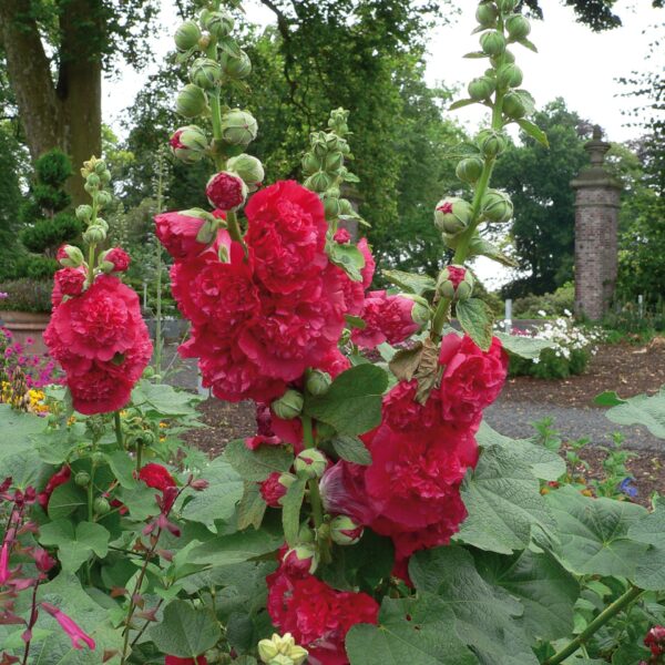 Alcea rosea 'Double Scarlet' (Stokrose)