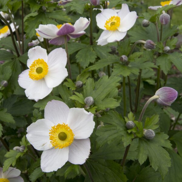 Anemone hupehensis ‘Elfin Swan’ (Høstanemone)