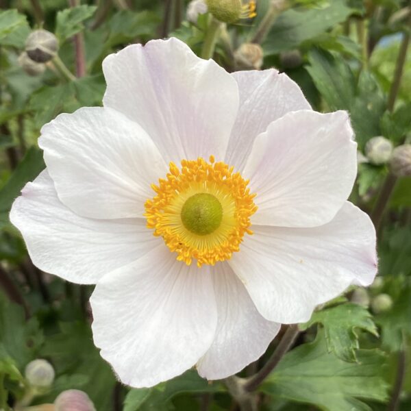 Anemone hupehensis ‘Elfin Swan’ (Høstanemone)