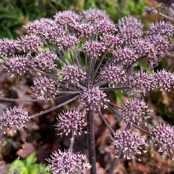 Angelica sylvestris 'Vicar's Mead' (Rød Kvan)