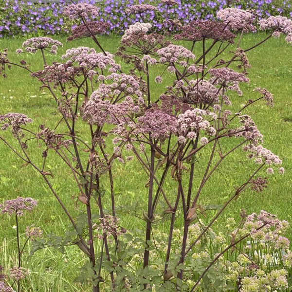 Angelica sylvestris 'Vicar's Mead' (Rød Kvan)
