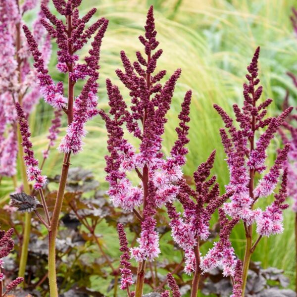 Astilbe 'Dark Side Of The Moon' (Astilbe)