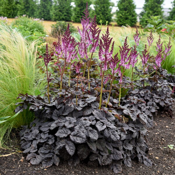 Astilbe 'Dark Side Of The Moon' (Astilbe)