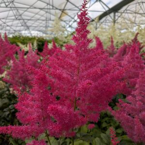 Astilbe 'Younique Ruby Red' (Astilbe)