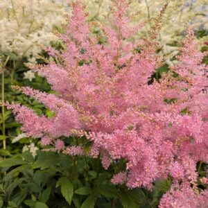 Astilbe 'Younique Silvery Pink' (Astilbe)