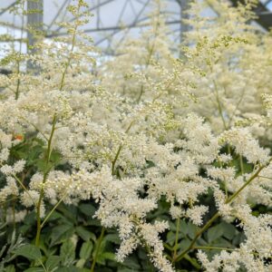 Astilbe 'Younique White' (Astilbe)
