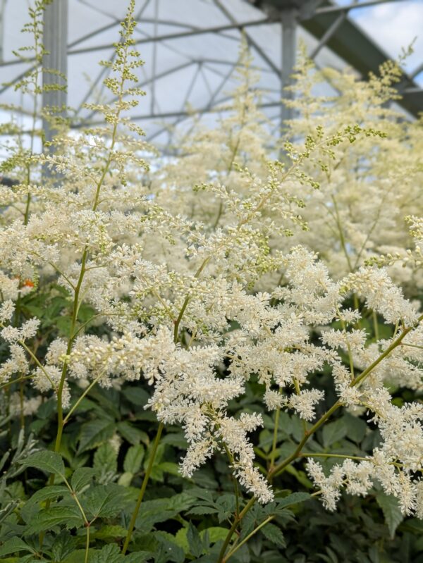 Astilbe 'Younique White' (Astilbe)